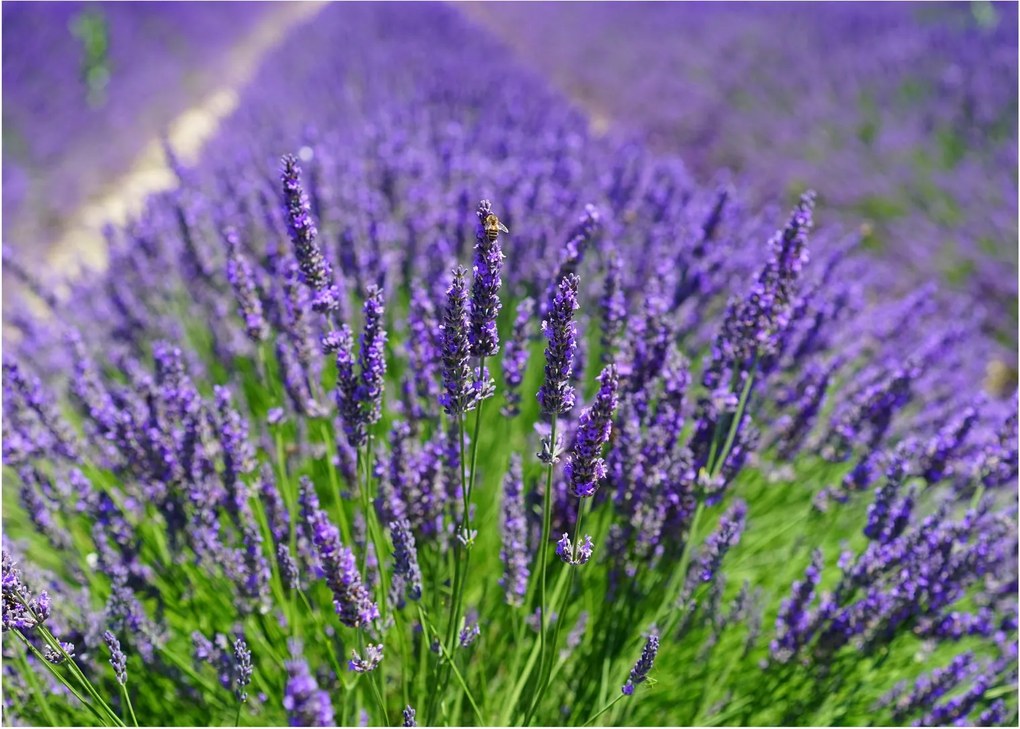 Tablou - lavanda (70x50 cm)
