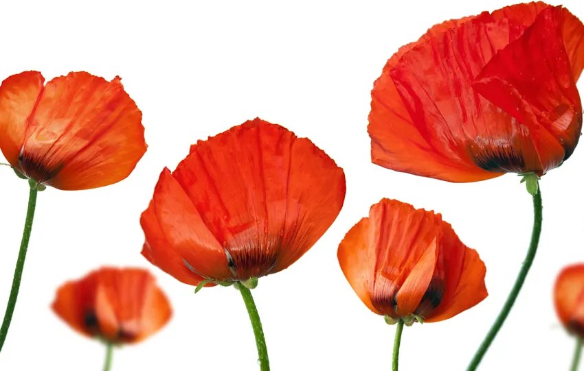 Fototapet -Red poppies on a white background + Adeziv gratuit 200x154 cm