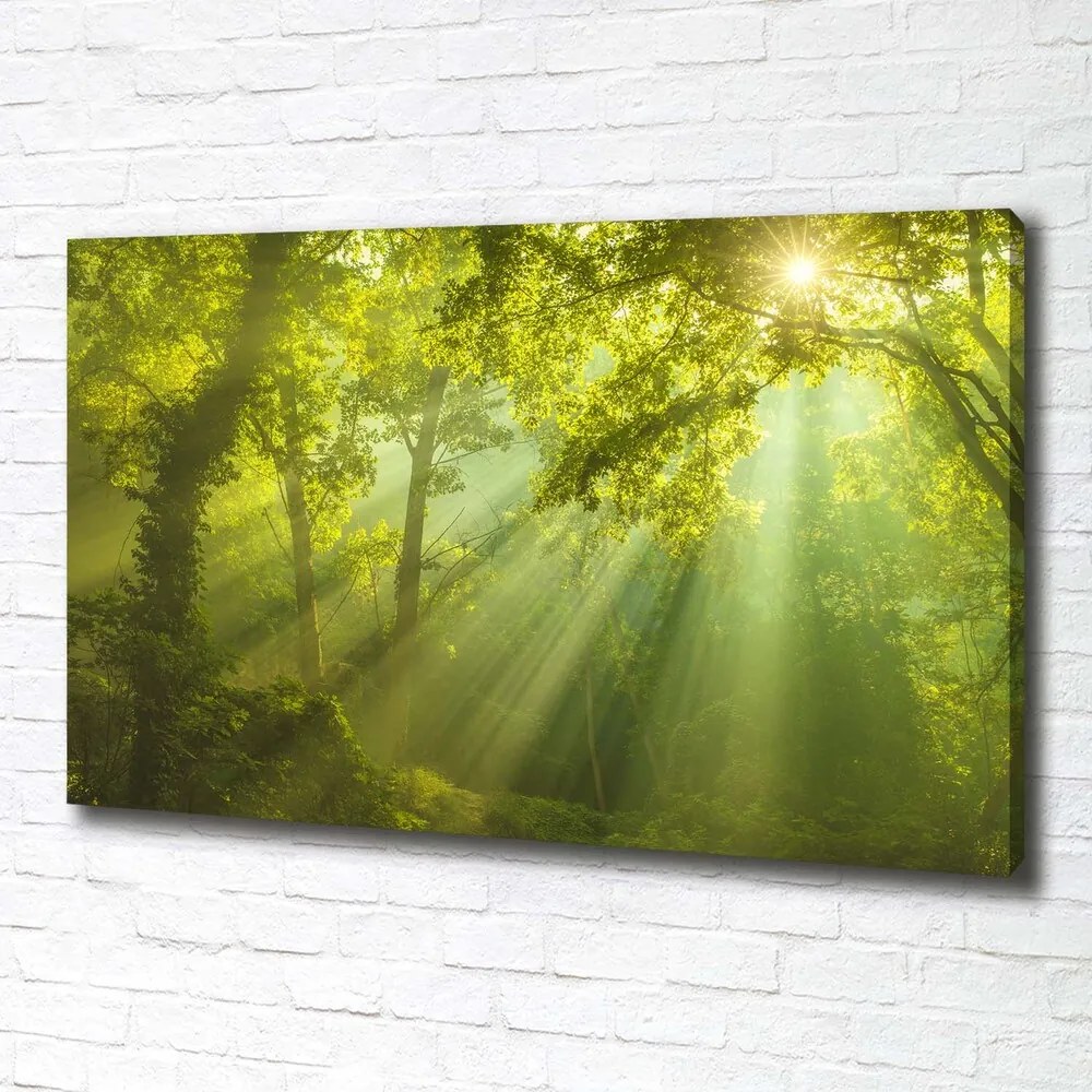 Print pe canvas Pădurea în soare
