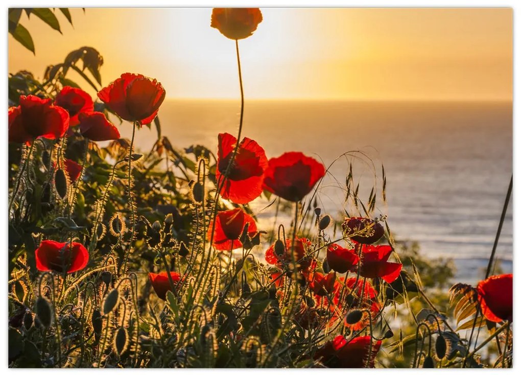 Tablou cu apus de soare cu flori de maci (70x50 cm)