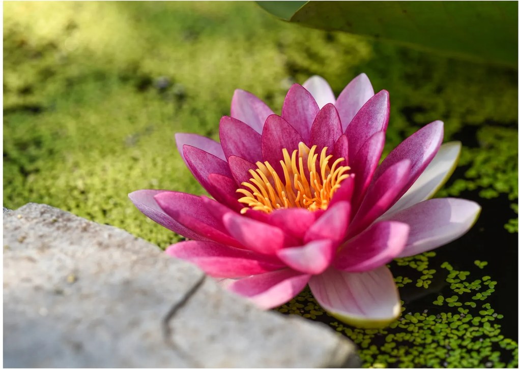 Tablou pe sticlă - Lotus (70x50 cm)