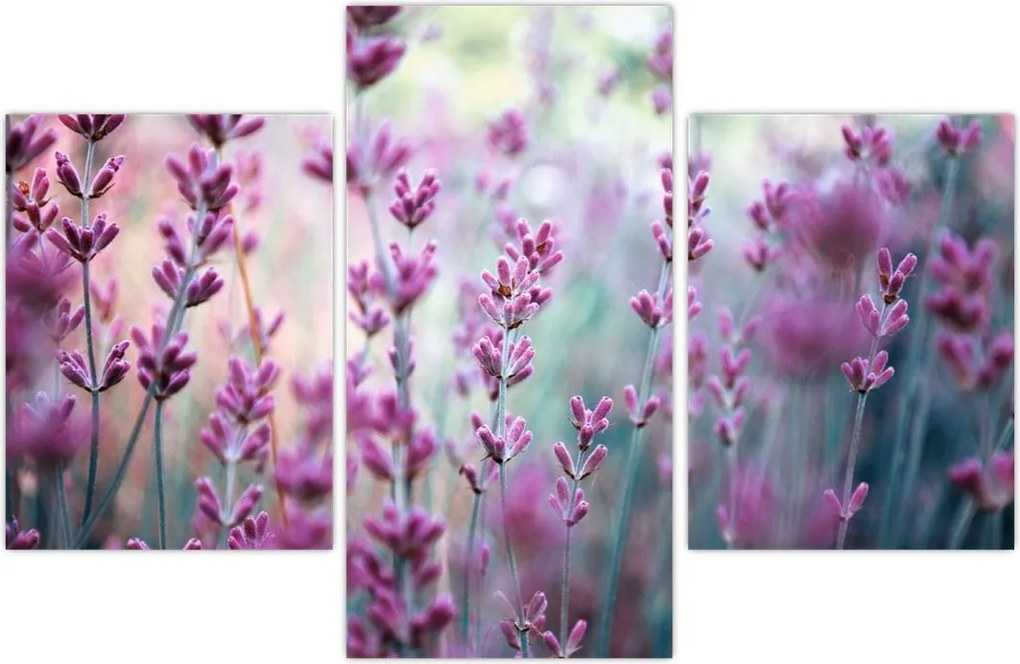 Tablou - Lavandă (90x60 cm)