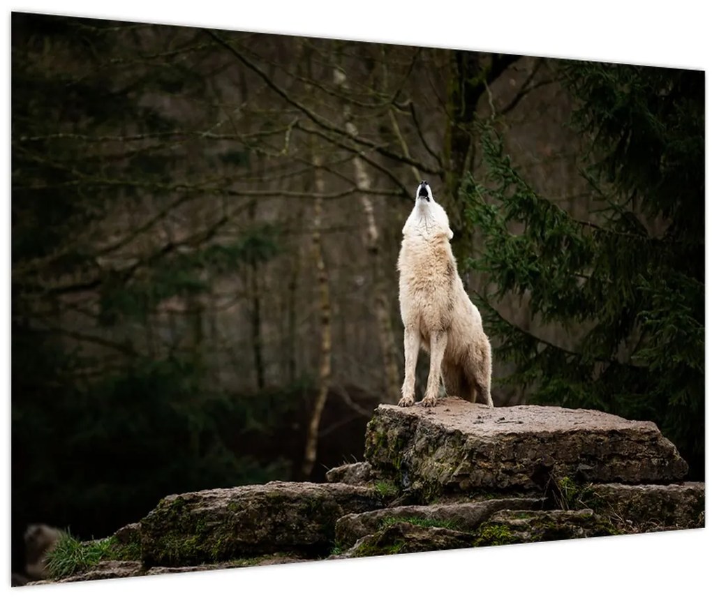 Tablou - Urletul lupului (90x60 cm)