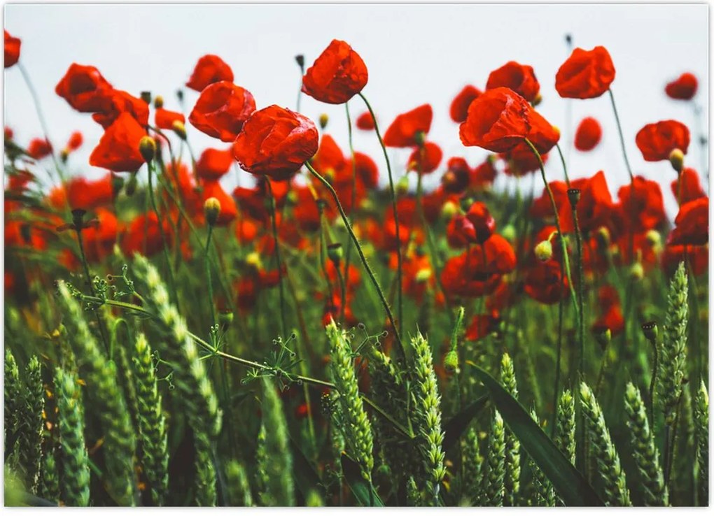 Tablou - Maci în vânt (70x50 cm)