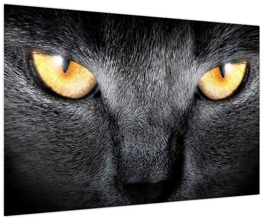 Tablou - Close up portret de o pisică (90x60 cm)