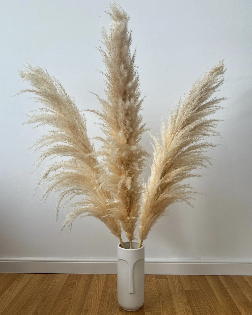 Set 3 plante naturale uscate pampas, 120 cm, bej