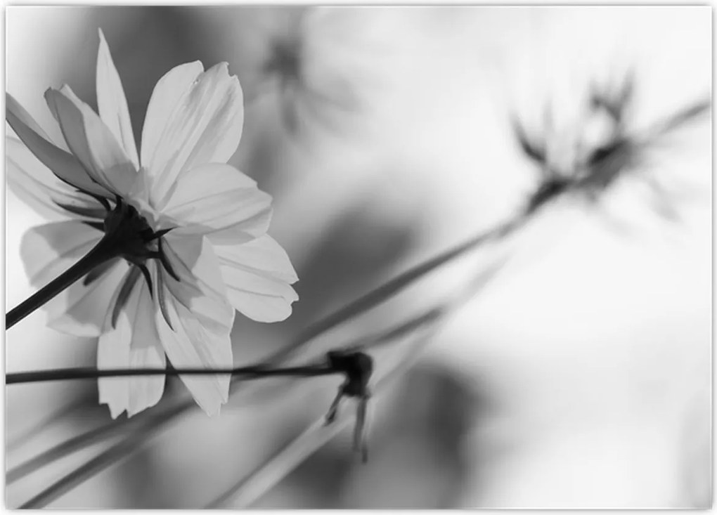 Tablou - Flori alb-negru (70x50 cm)