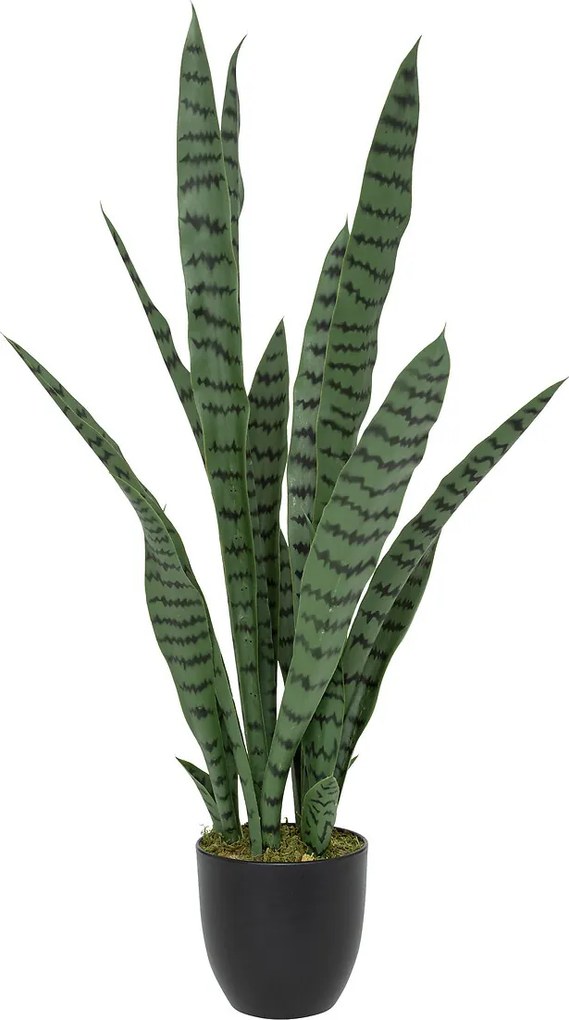 Sansevieria cu ghiveci din plastic Toby înălțime 90 cm