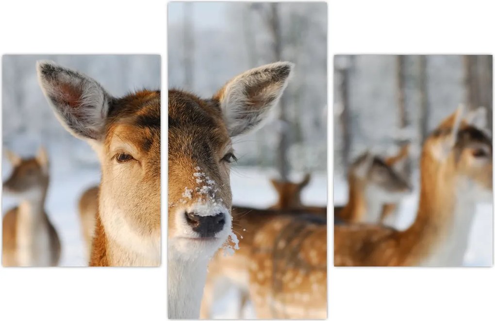 Tablou - Cerbi (90x60 cm)