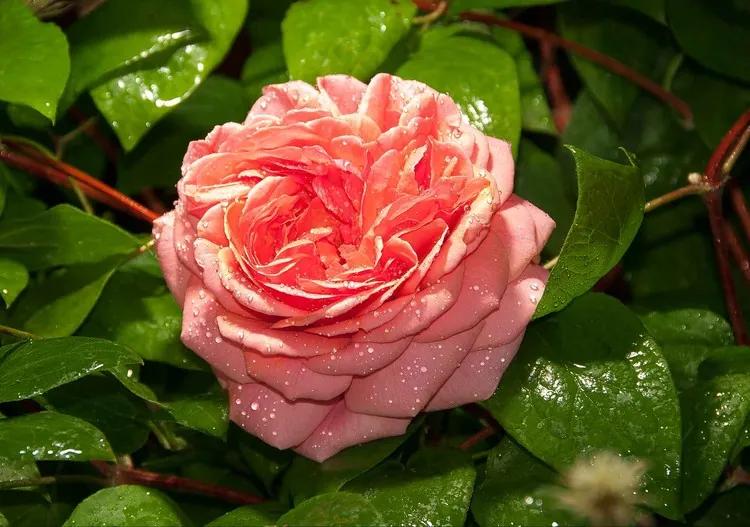 Pink Rose Fototapet, (206 x 275 cm)