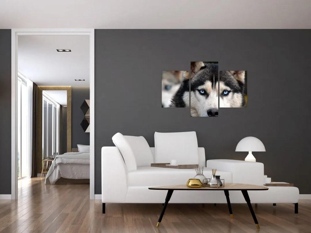 Tablou cu câinele husky (90x60 cm)