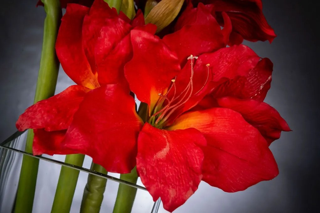 Aranjament floral mediu design LUX AMARYLLIS RADISH RED
