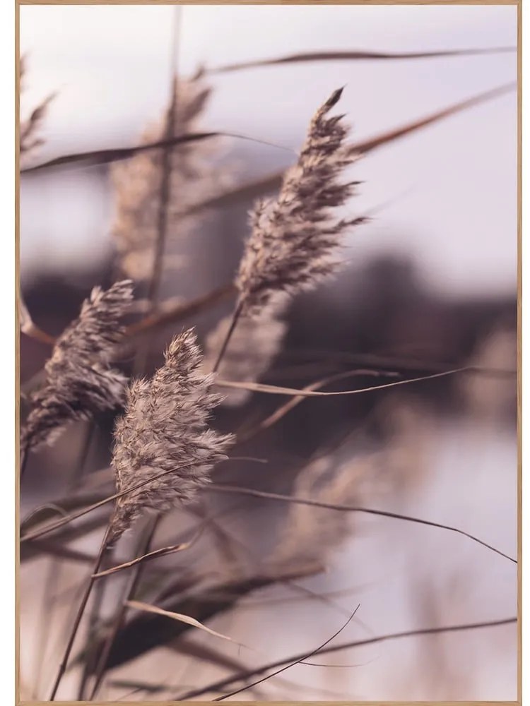 Tablou 50x70 cm Mellow Grasses 3 – Malerifabrikken