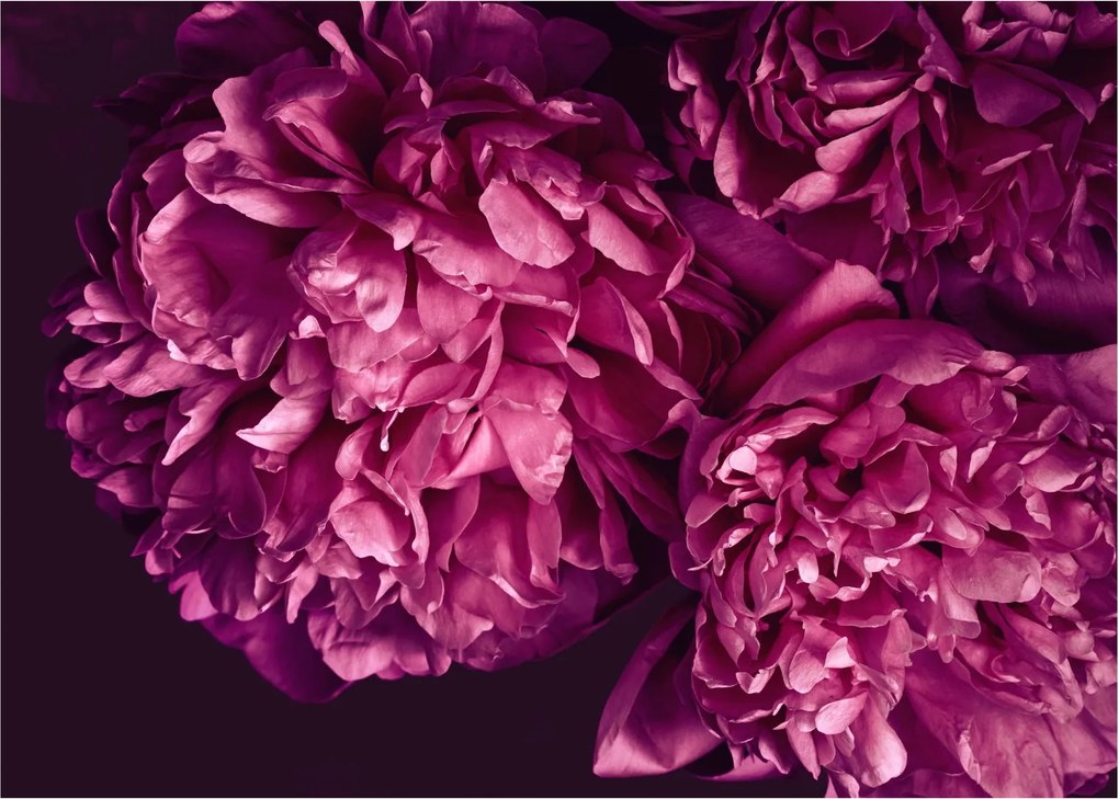 Tablou - Floarea bujorului (70x50 cm)