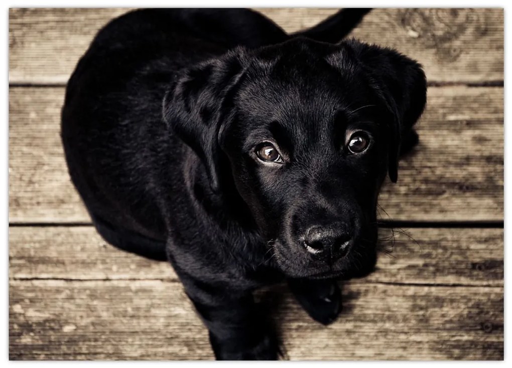 Tablou cu cățeluș negru (70x50 cm)