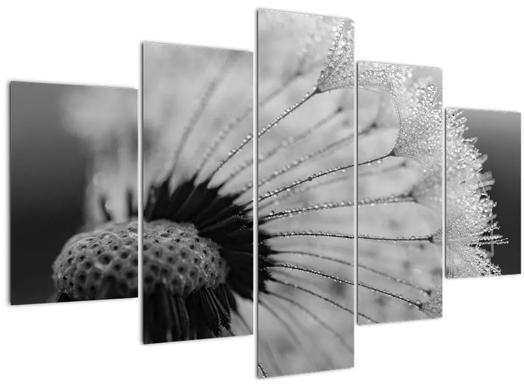 Tablou cu păpădie - albnegru (150x105 cm)