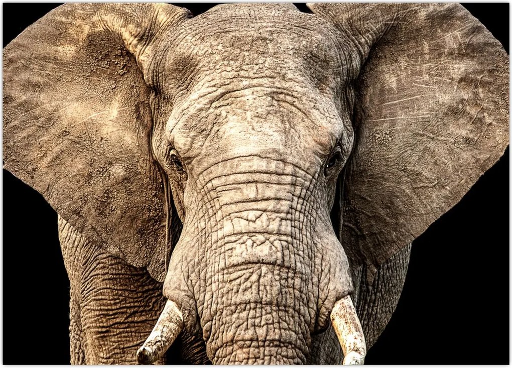 Tablou - Elefant african (70x50 cm)