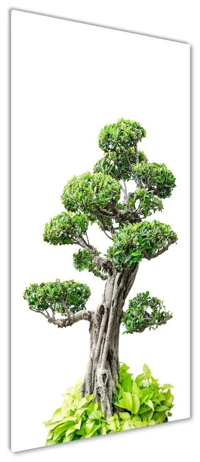Fotografie imprimată pe sticlă copac bonsai
