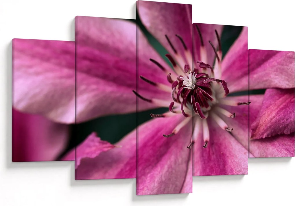 Tablou cu floarea roz de clematis (150x105 cm)