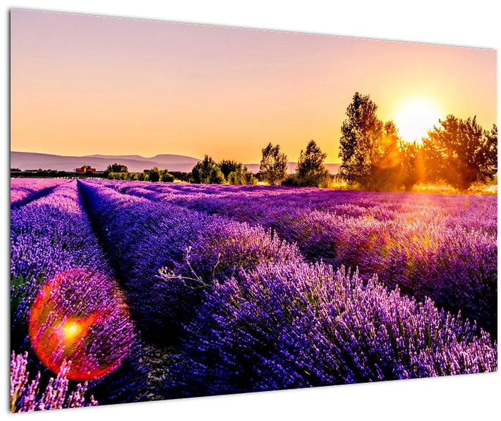 Tablou cu câmp de lavanda (90x60 cm)