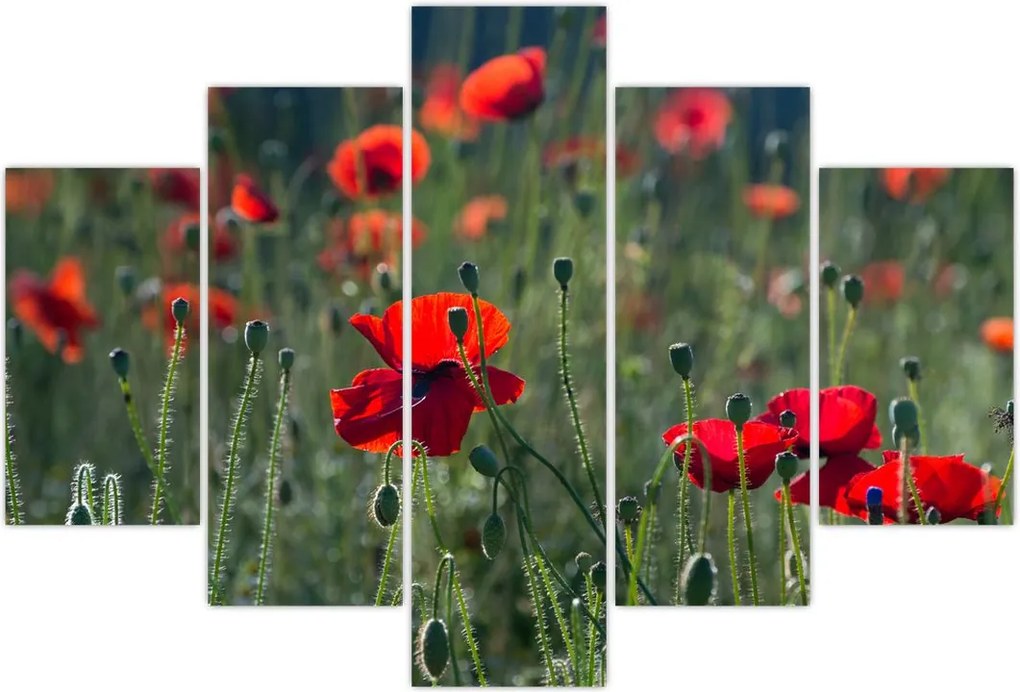 Tablou - Lunca cu maci (150x105 cm)