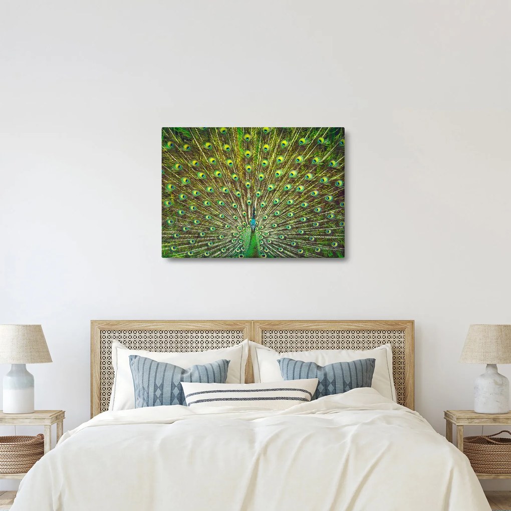 Tablou - Peacock (70x50 cm)