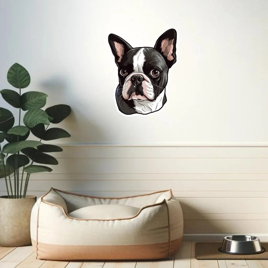PIPPER. Autocolant Boston Terrier mărimea: 60cm