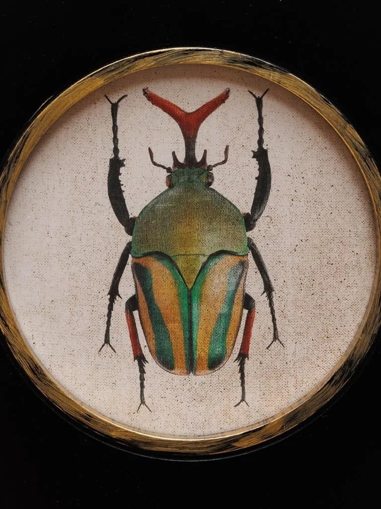 Set 2 tablouri cu insecte, cu rama din lemn, Beetles