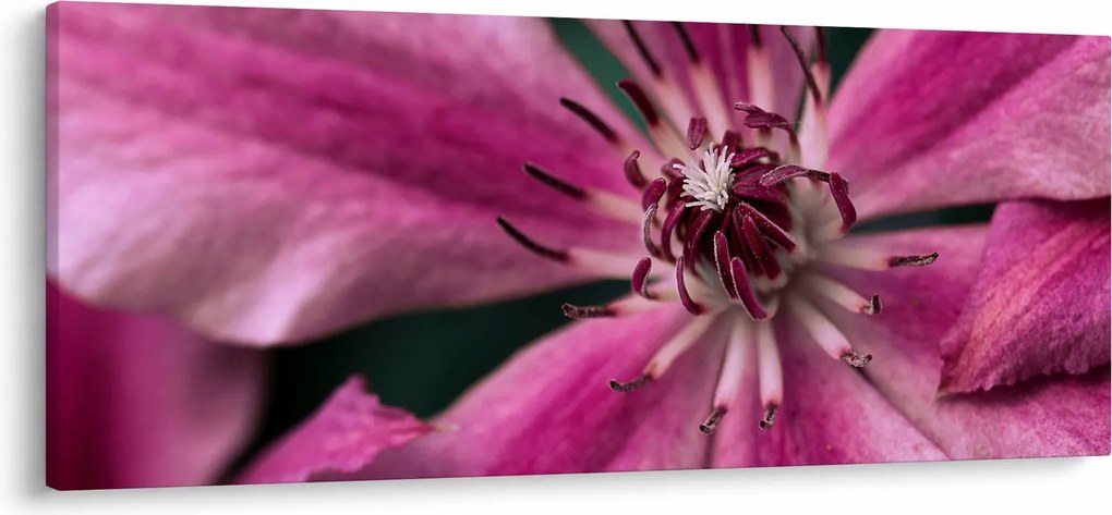 Tablou cu floarea roz de clematis (120x50 cm)