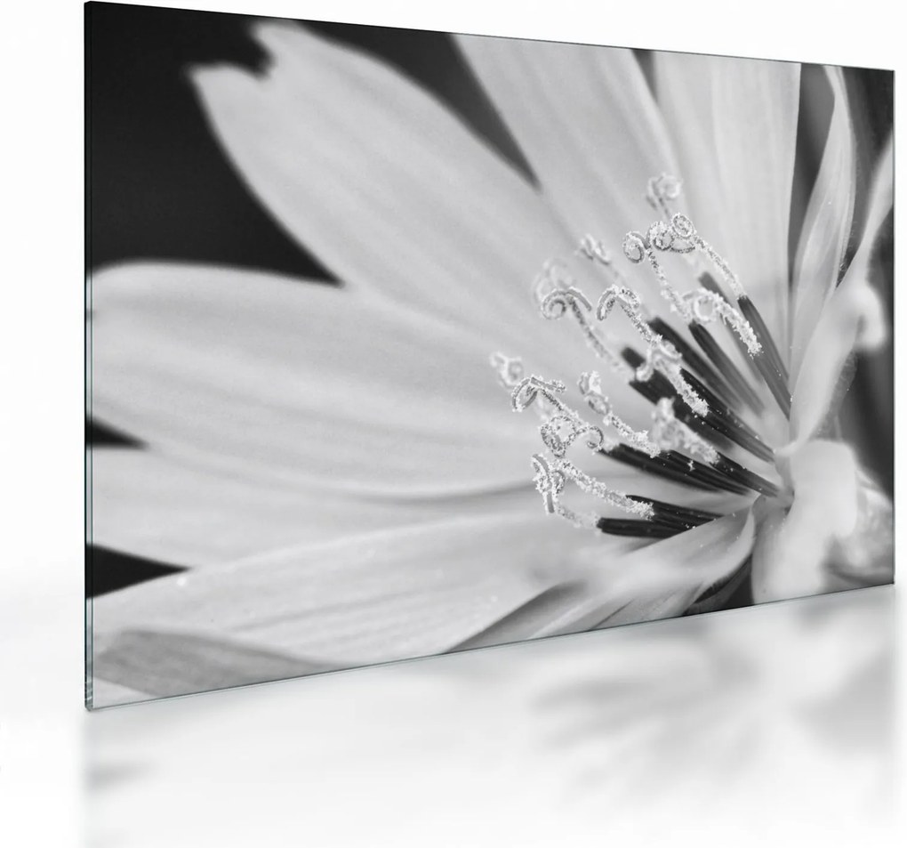 Tablou pe sticlă - Floare albă și neagră (70x50 cm)
