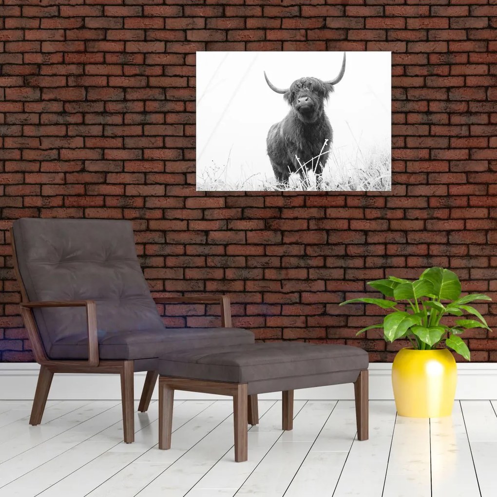 Tablou - Vacă scoțiană 4,alb-negru (70x50 cm)