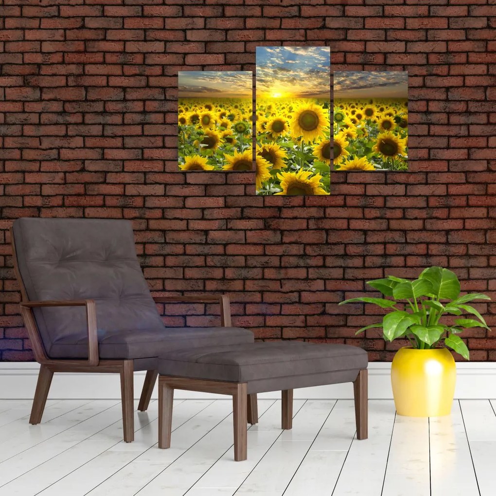 Tablou - Floarea-soarelui la apus de soare (90x60 cm)