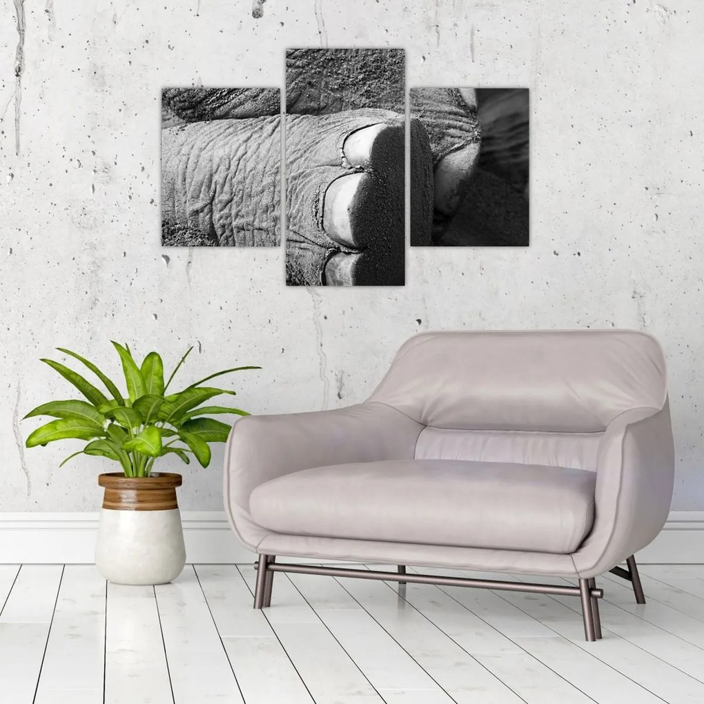 Tablou - Picior de elefant (90x60 cm)