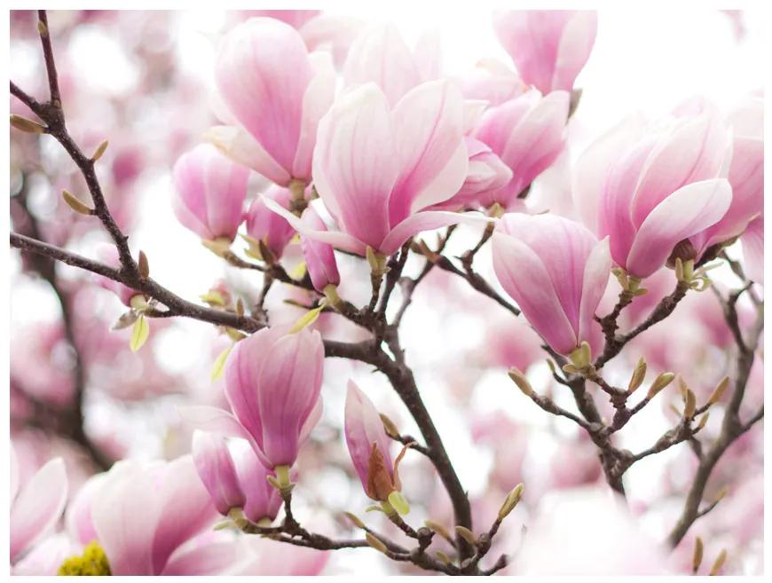 Fototapet - Magnolia bloosom