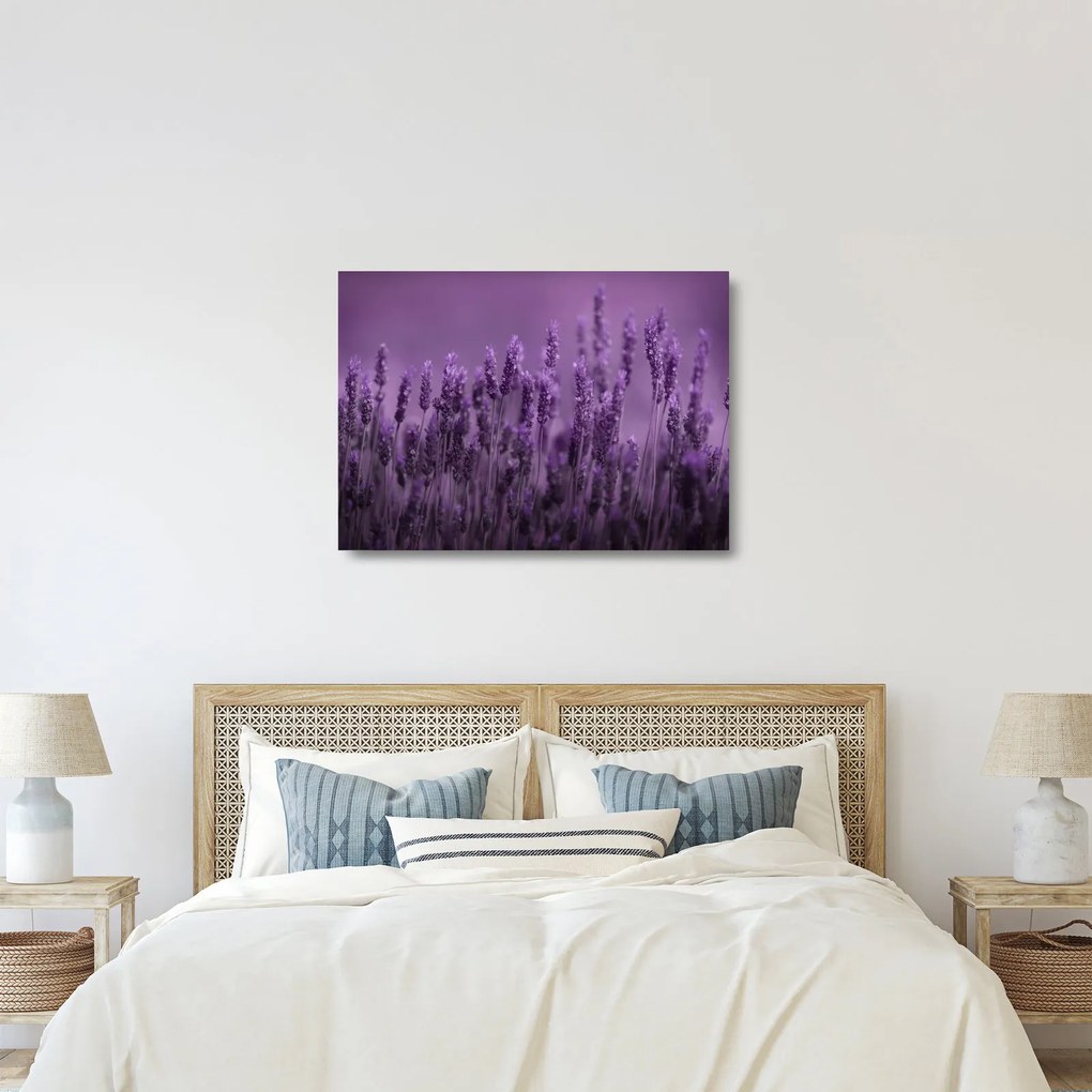 Tablou pe sticlă - Lavanda (70x50 cm)