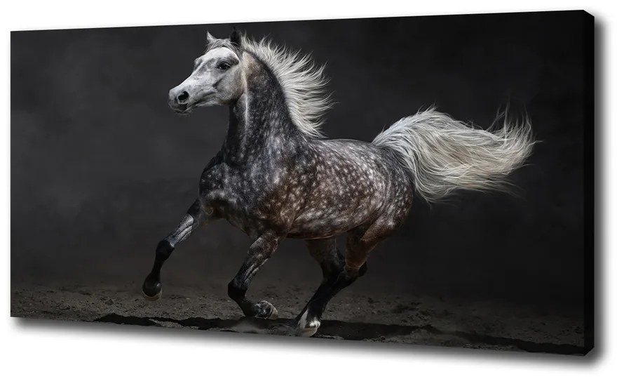 Tablou pe pânză Cal arab gray