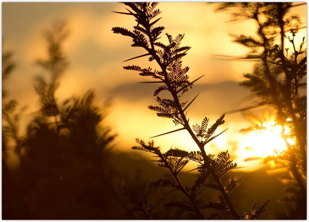 Tablou - Apus de soare (70x50 cm)