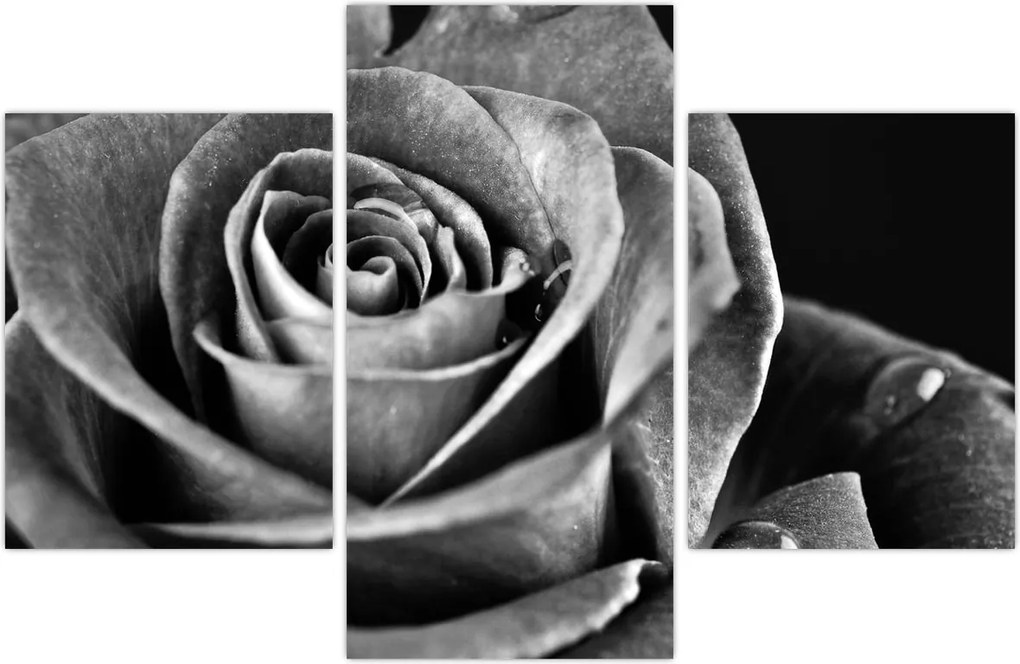 Tablou - Trandafir,alb-negru (90x60 cm)