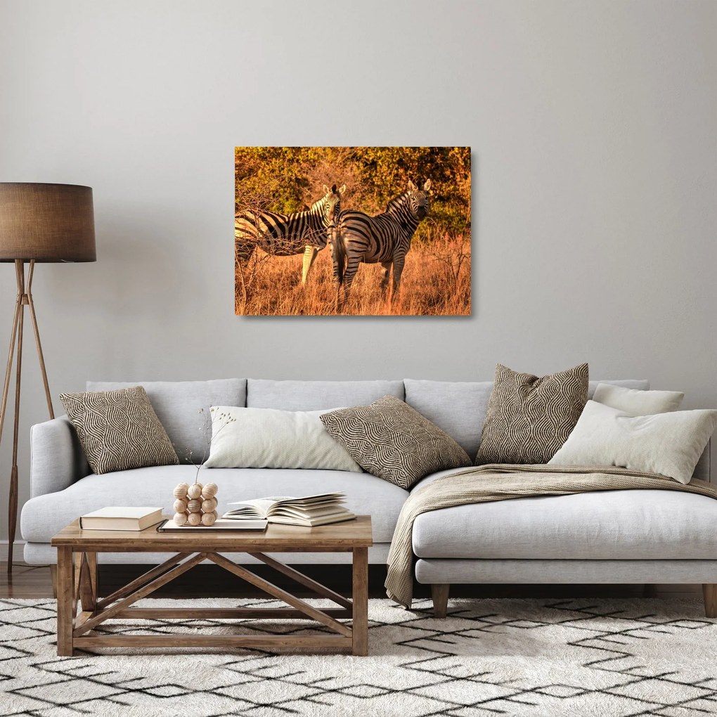 Tablou pe sticlă cu zebre (70x50 cm)