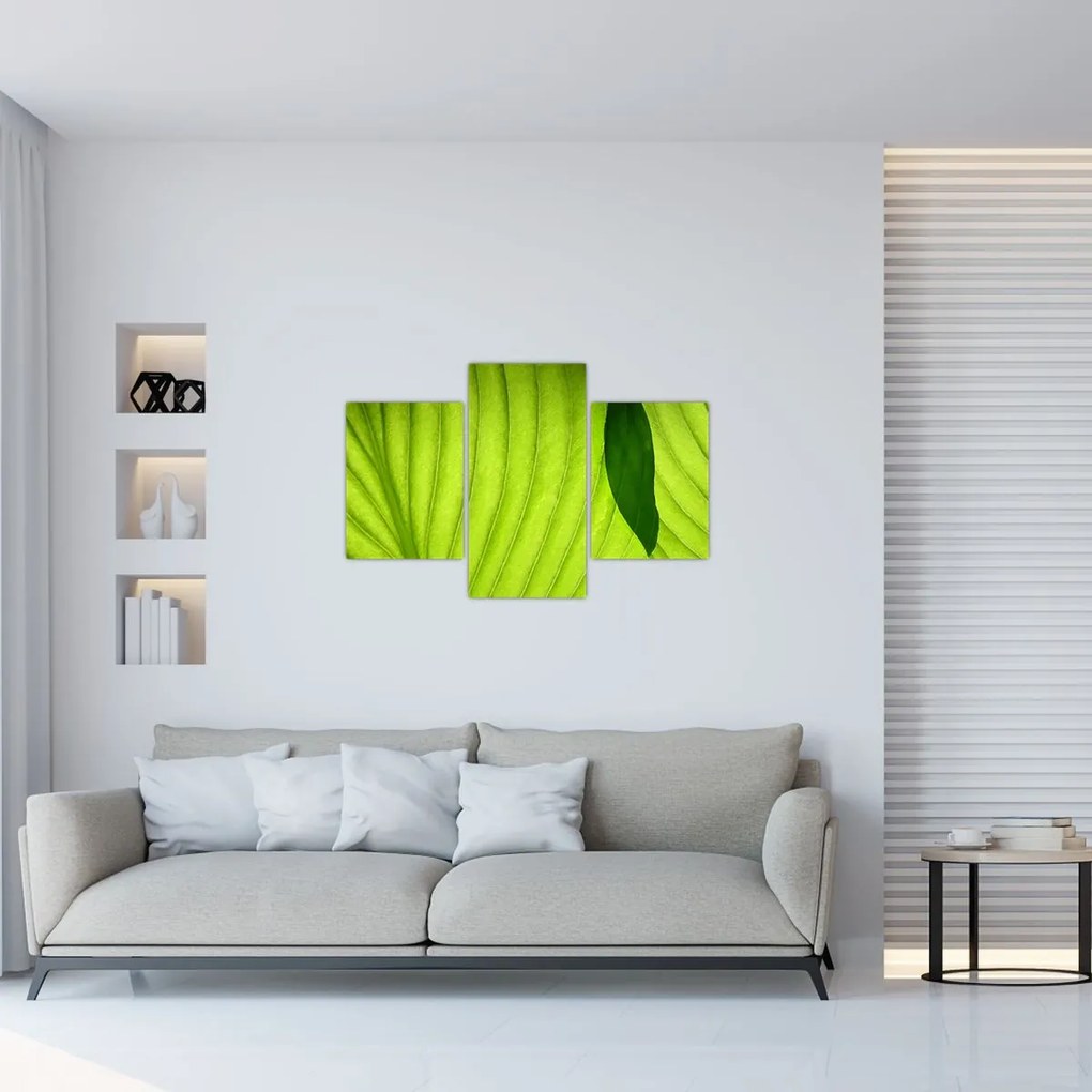 Tablou - Detaliu de frunză verde (90x60 cm)