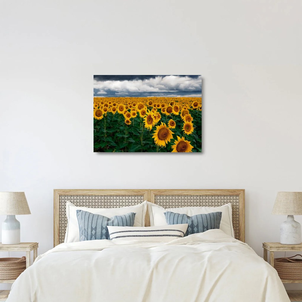 Tablou pe sticlă câmpului de floarea soarelui (70x50 cm)