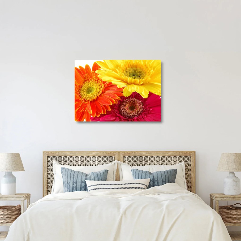 Tablou pe sticlă - Flori Gerbery (70x50 cm)