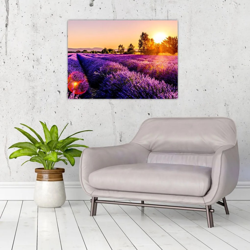 Tablou cu câmp de lavanda (70x50 cm)