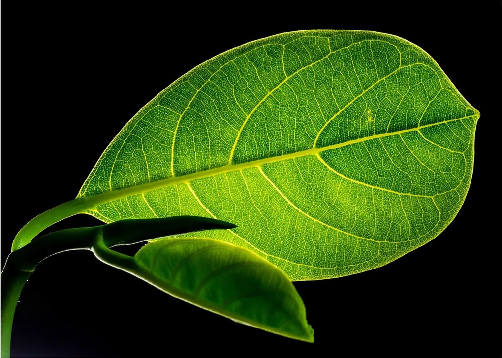 Tablou pe sticlă - frunză verde (70x50 cm)
