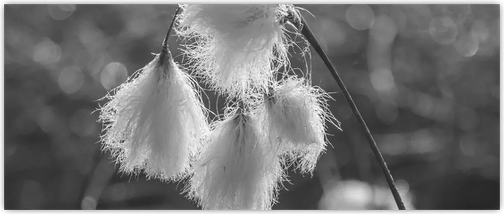 Tablou - Iarba de bumbac (120x50 cm)