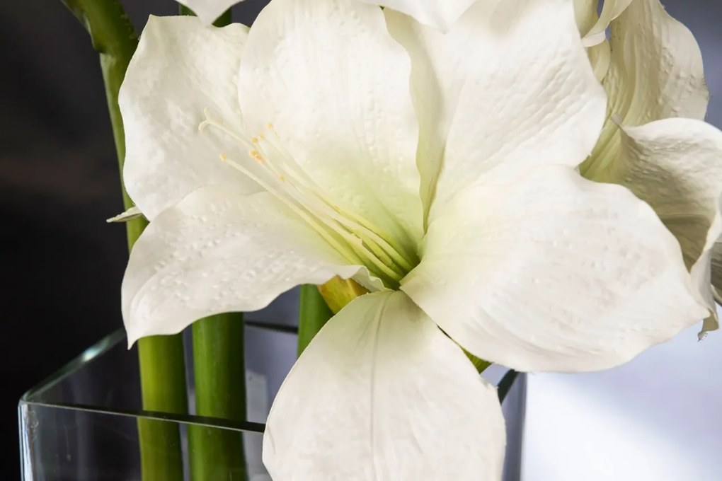 Aranjament floral mediu design LUX AMARYLLIS RADISH WHITE