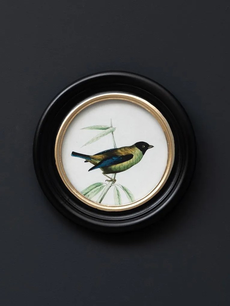 Set 3 tablouri, Colored Birds