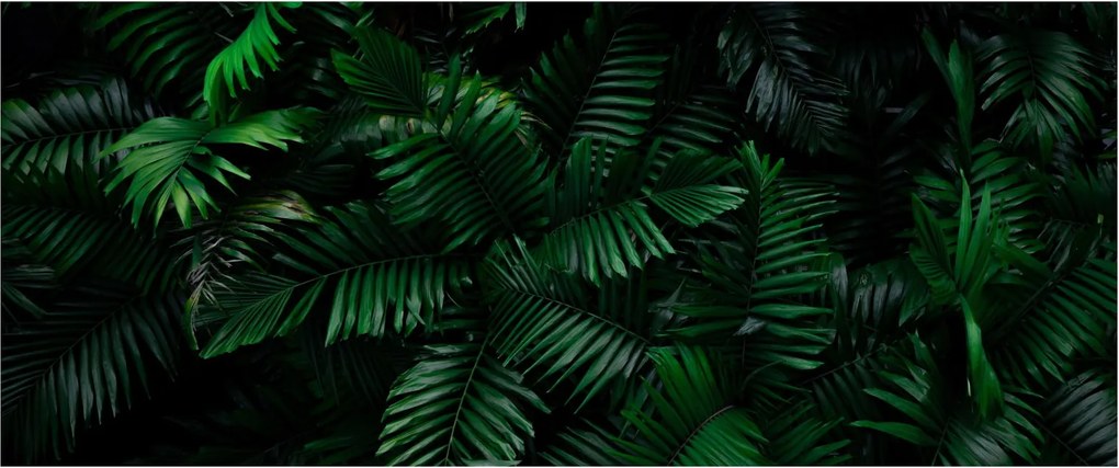 Tablou - Păpădii tropicale (120x50 cm)