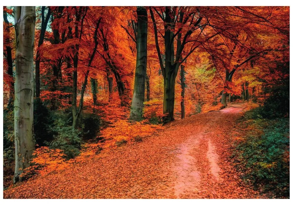 Fototapet pădure în perioada de toamnă