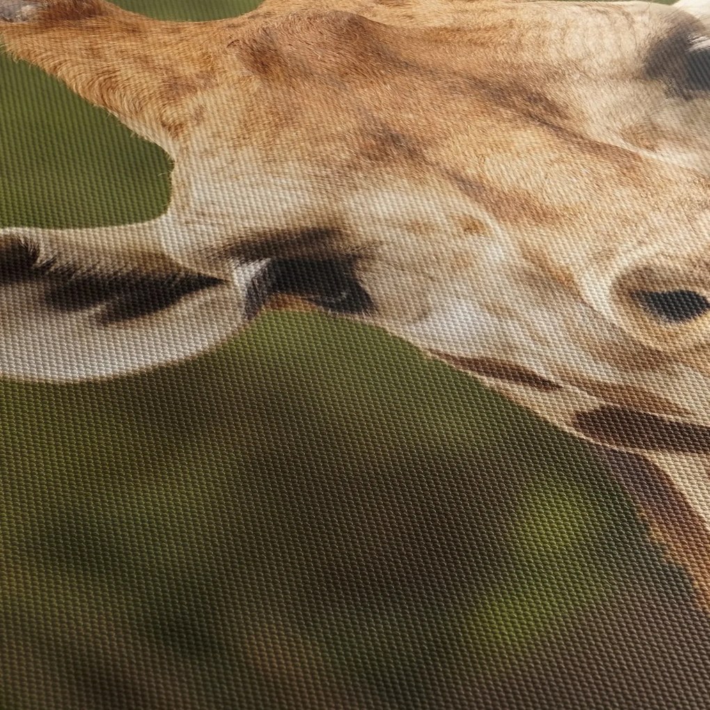 Tablou girafe (90x60 cm)